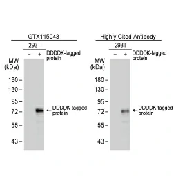 DDDDK tag antibody (GTX115043)