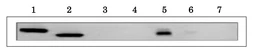 Anti-Ferredoxin 1 + Ferredoxin 2 antibody used in Western Blot (WB). GTX00911