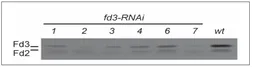 Anti-Ferredoxin 3 antibody used in Western Blot (WB). GTX00912