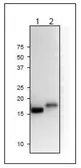 Anti-Ferredoxin 2 antibody used in Western Blot (WB). GTX00914