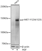 Anti-c-Met (phospho Tyr1234/Tyr1235) antibody used in Western Blot (WB). GTX03792
