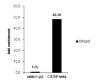 Anti-C/EBP beta antibody used in ChIP assay (ChIP assay). GTX100675