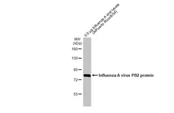 Anti-Influenza A virus PB2 protein antibody used in Western Blot (WB). GTX125926