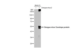 Anti-Dengue virus Envelope protein antibody used in Western Blot (WB). GTX127277