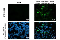Anti-Yellow Fever virus Capsid Protein C antibody used in Immunocytochemistry/ Immunofluorescence (ICC/IF). GTX134022