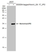 Anti-Norovirus VP2 antibody used in Western Blot (WB). GTX134386
