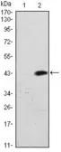 Anti-ATM antibody [5C5] used in Western Blot (WB). GTX60404