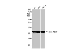 Anti-beta Actin antibody [HL1927] used in Western Blot (WB). GTX637676