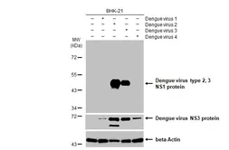 Anti-Dengue virus NS1 protein antibody [HL1991] used in Western Blot (WB). GTX637892
