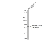 Anti-Influenza A virus PB2 protein antibody [HL1992] used in Western Blot (WB). GTX637893