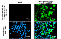 Anti-Dengue virus NS3 protein antibody [HL2239] used in Immunocytochemistry/ Immunofluorescence (ICC/IF). GTX638284