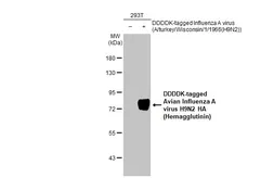 Anti-Avian Influenza A virus H9N2 HA (Hemagglutinin) antibody [HL2406] used in Western Blot (WB). GTX638623