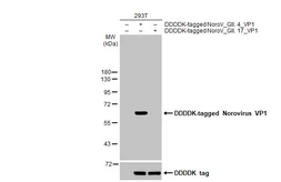 Anti-Norovirus VP1 antibody [HL2410] used in Western Blot (WB). GTX638627