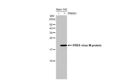 Anti-PRRS virus M protein antibody [HL2619] used in Western Blot (WB). GTX639073
