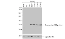 Anti-Dengue virus NS3 protein antibody [HL2634] used in Western Blot (WB). GTX639090