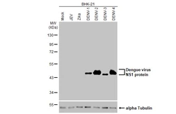 Anti-Dengue virus NS1 protein antibody [HL2658] used in Western Blot (WB). GTX639322