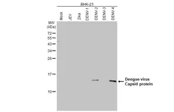 Anti-Dengue virus Capsid protein antibody [HL2791] used in Western Blot (WB). GTX639659