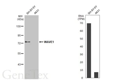 Anti-WAVE1 antibody [HL2901] used in Western Blot (WB). GTX640238