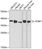 Anti-PCBP1 antibody used in Western Blot (WB). GTX64891