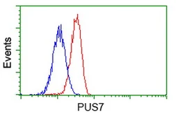 Anti-PUS7 antibody [4H5] used in Flow cytometry (FACS). GTX83756